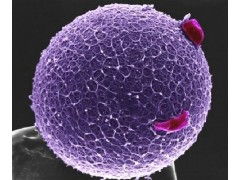 上海易利生物科技elisa試劑盒